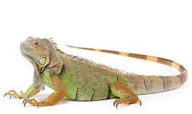 Bò Sát & Rồng Nam Mỹ Iguana